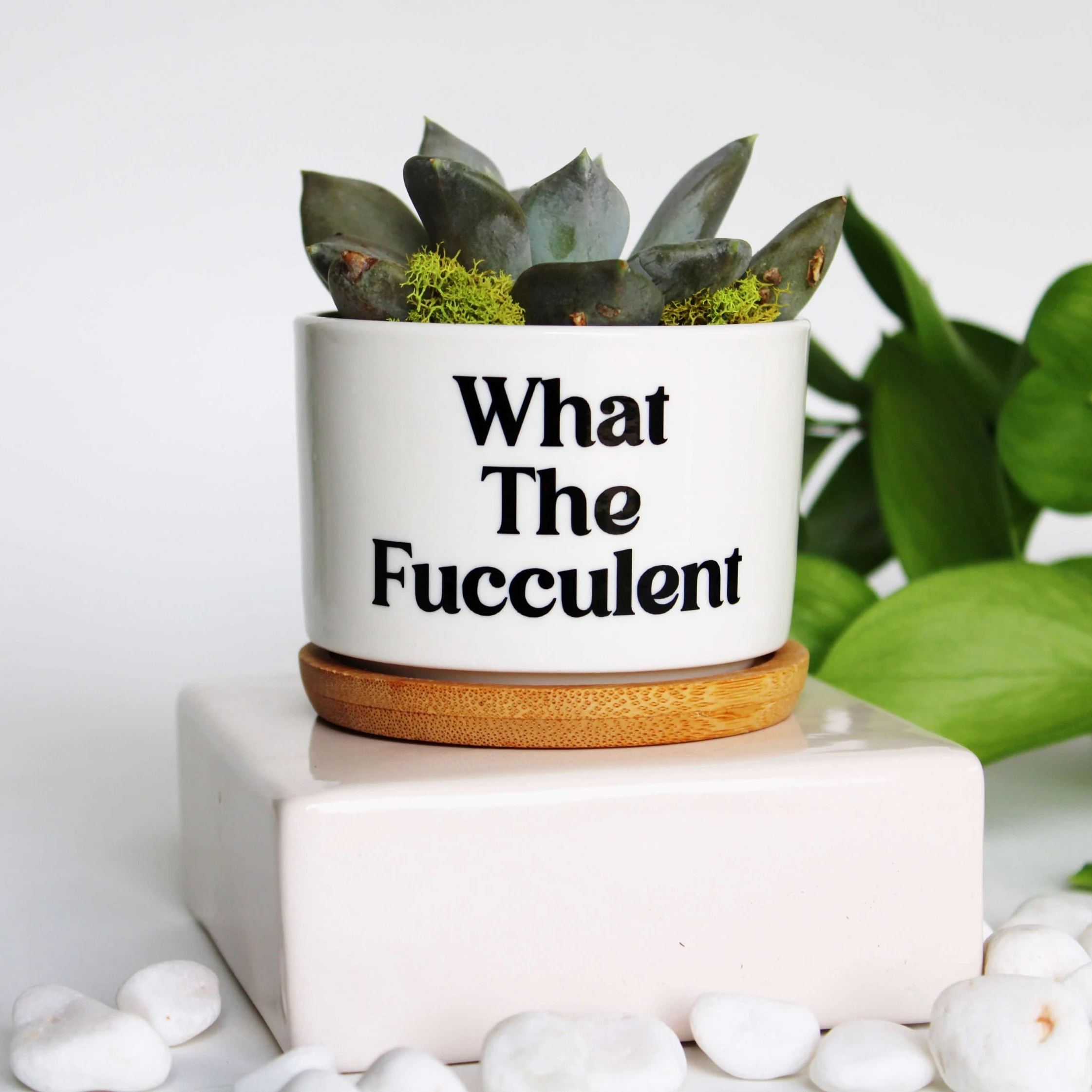 Funny Succulent Planter