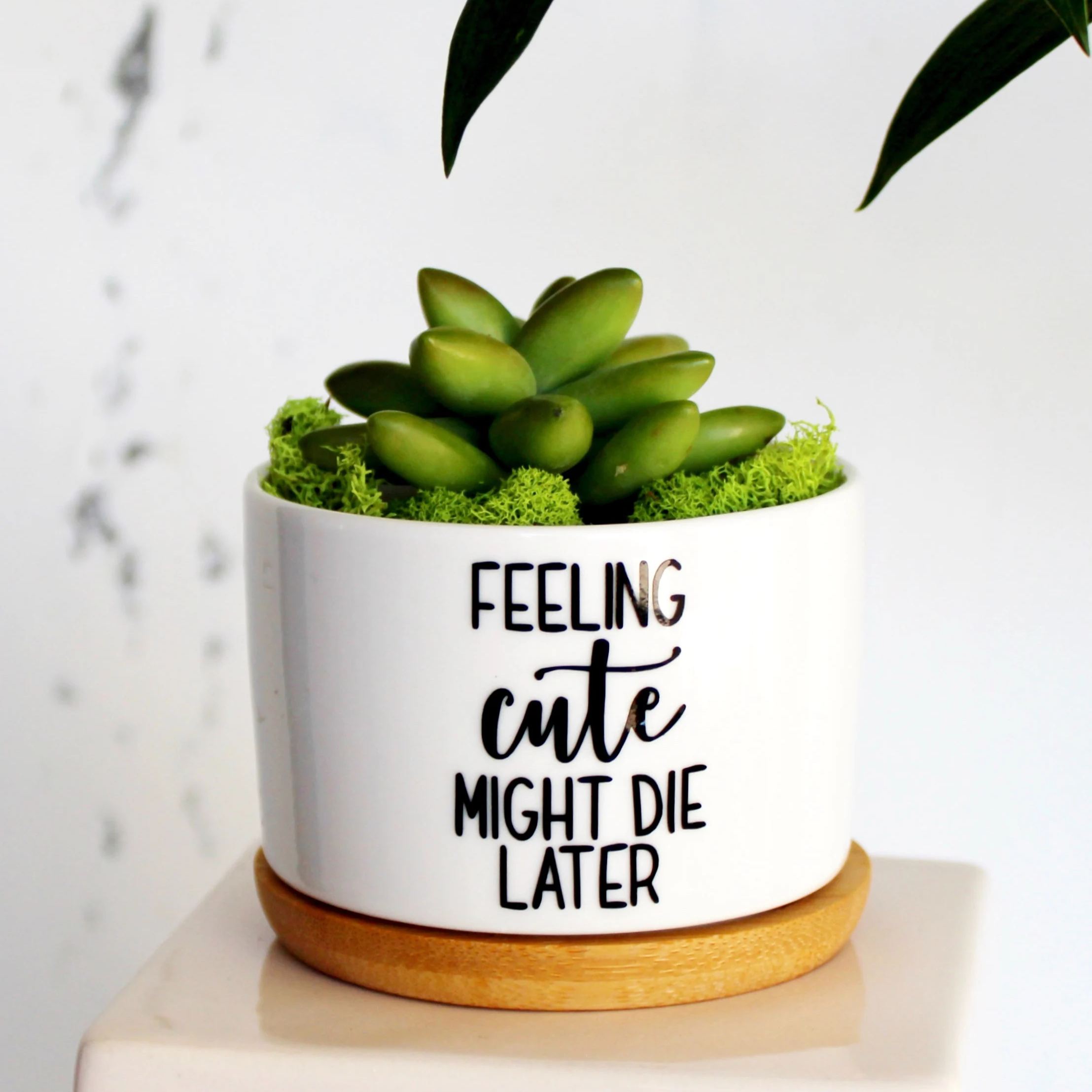 Funny Succulent Planter