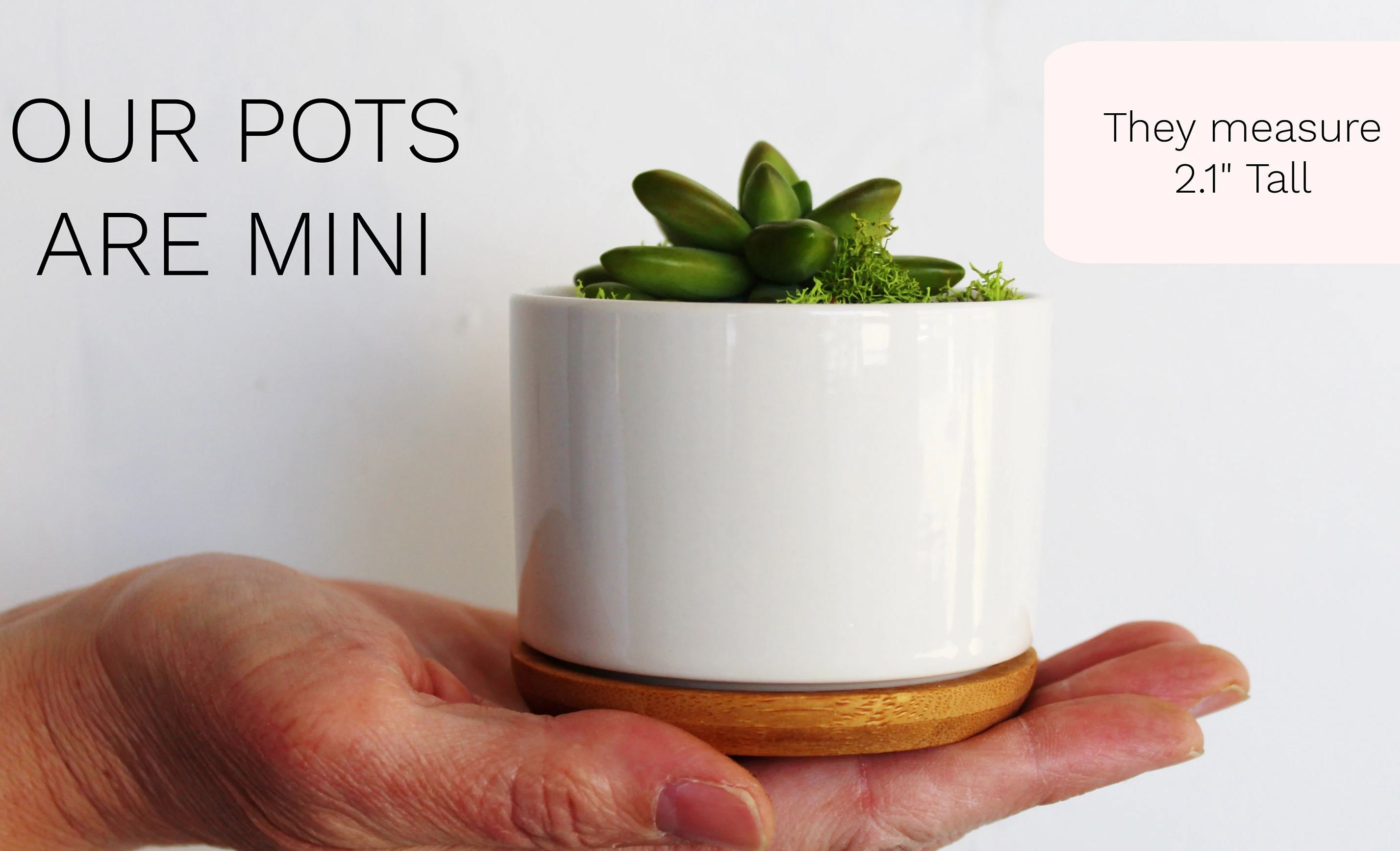 Funny Succulent Planter