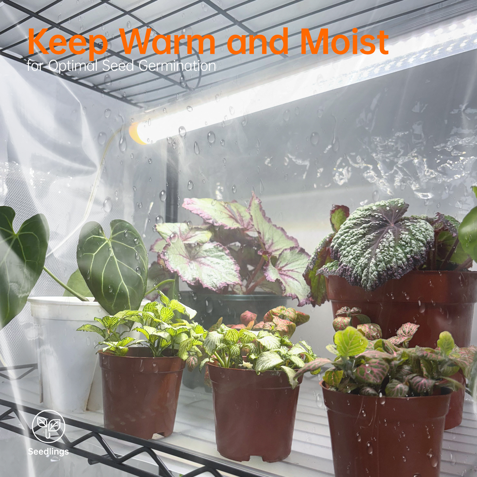 Bstrip 59" 5-Tier Indoor Greenhouse with 4 T8 Grow Lights, 5000K Full Spectrum Plant Shelf with Timer & EVA Cover