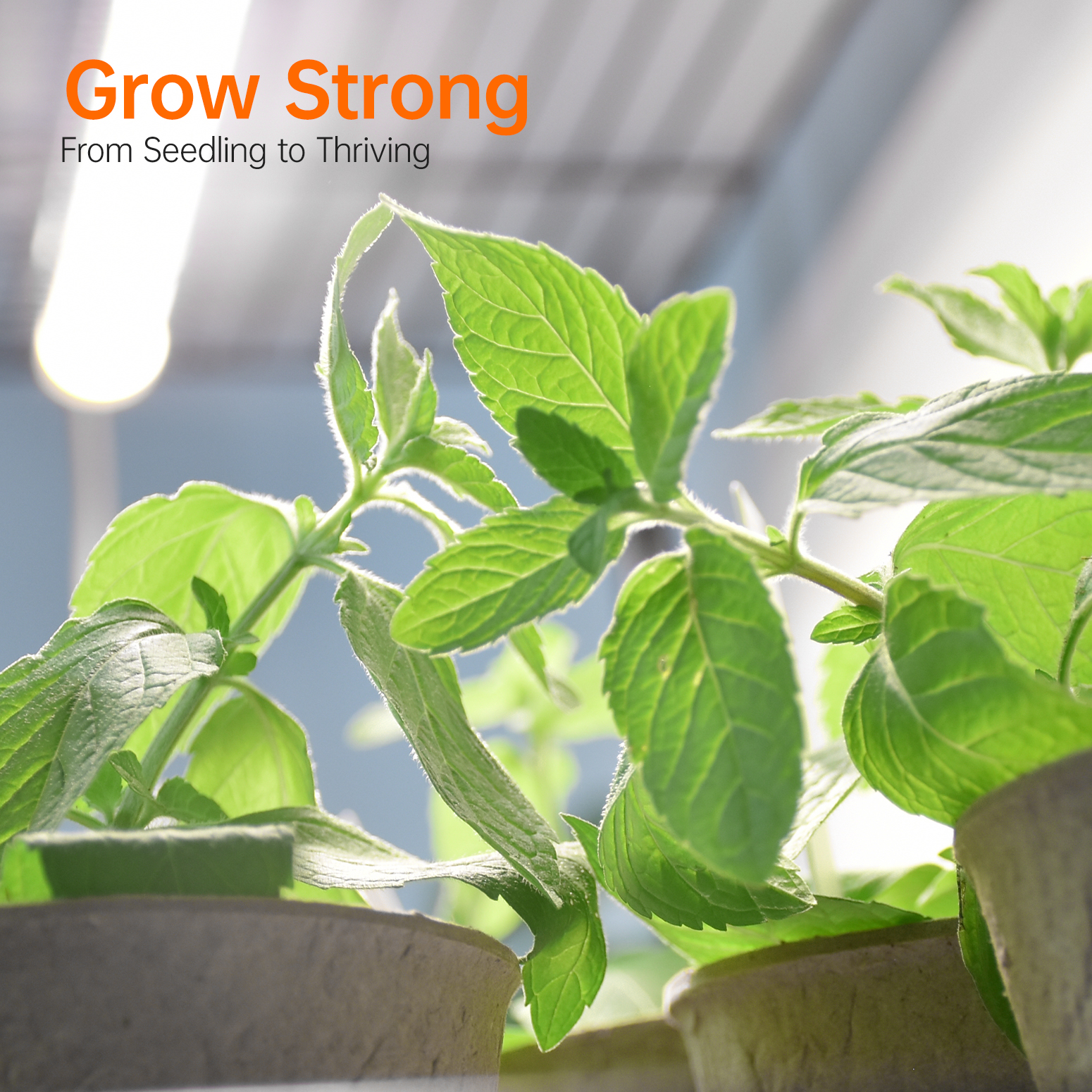 Bstrip Indoor Greenhouse with Grow Lights, 4-Tier Mini Greenhouse with 4 Pack 20W Full Spectrum Plant Lights, Timer Function & PVC Cover, 61.8" Plant Shelf for Seed Starting, Indoor Gardening, 27.2"x19.9"x61.8"