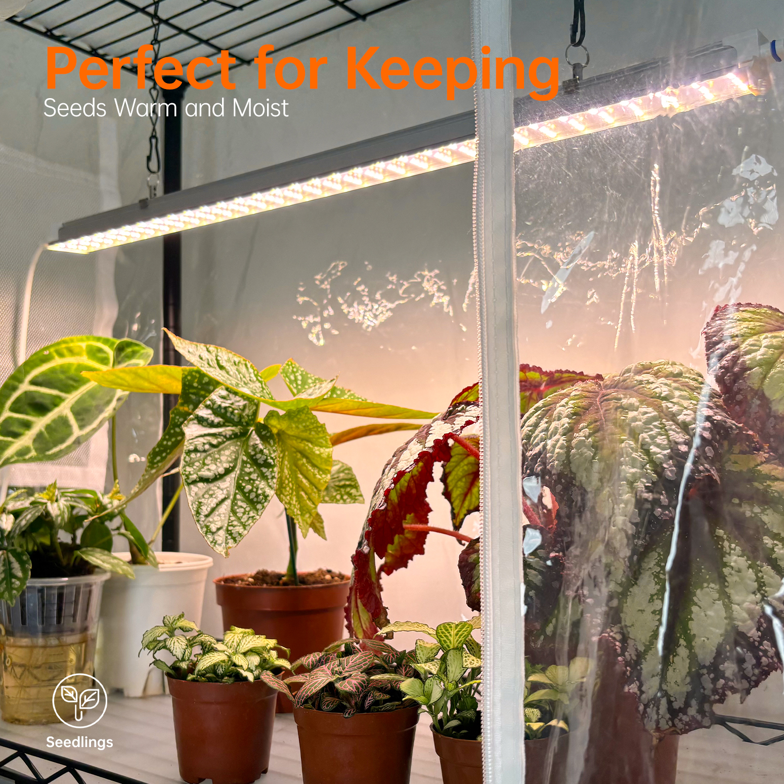 Bstrip Indoor Greenhouse with Grow Light, 59" Plant Stand with 3 Pack Full Spectrum LED Plant Lights, Portable Greenhouse Tent with Adjustable Light Height & Wheels for Indoor Gardening, Seed Starting, Year-Round Cultivation