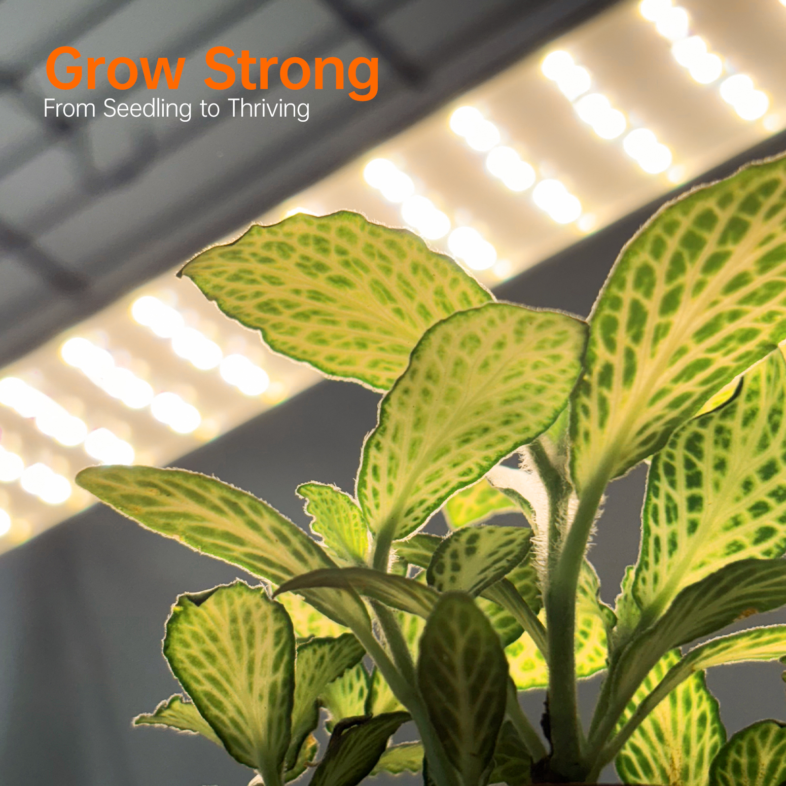 Bstrip Indoor Greenhouse with Grow Light, 59" Plant Stand with 3 Pack Full Spectrum LED Plant Lights, Portable Greenhouse Tent with Adjustable Light Height & Wheels for Indoor Gardening, Seed Starting, Year-Round Cultivation