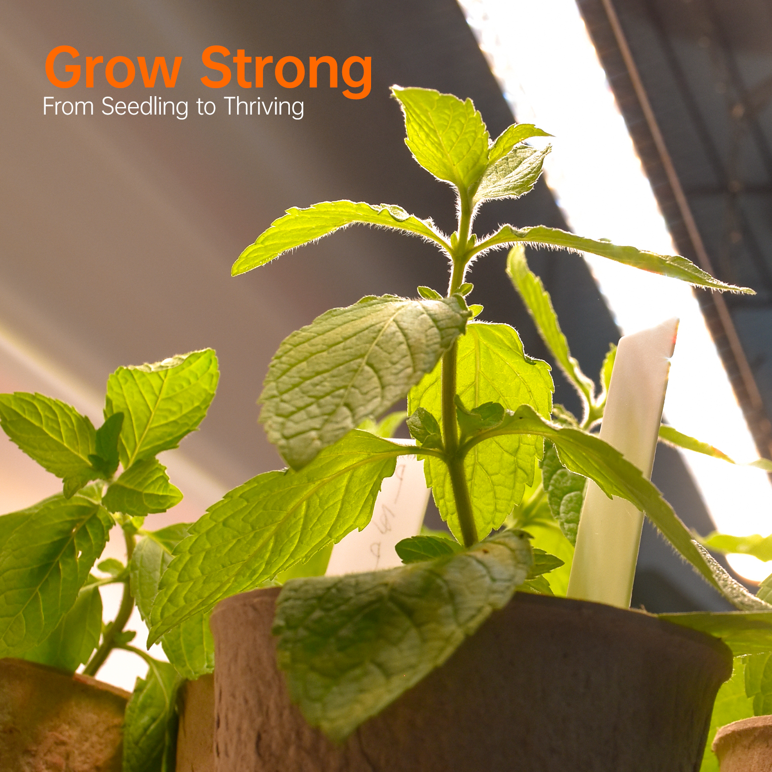 Bstrip 71" 6-Tier Metal Plant Shelf with 5x24W Grow Lights, Full Spectrum Adjustable Stand with Wheels for Indoor Plants