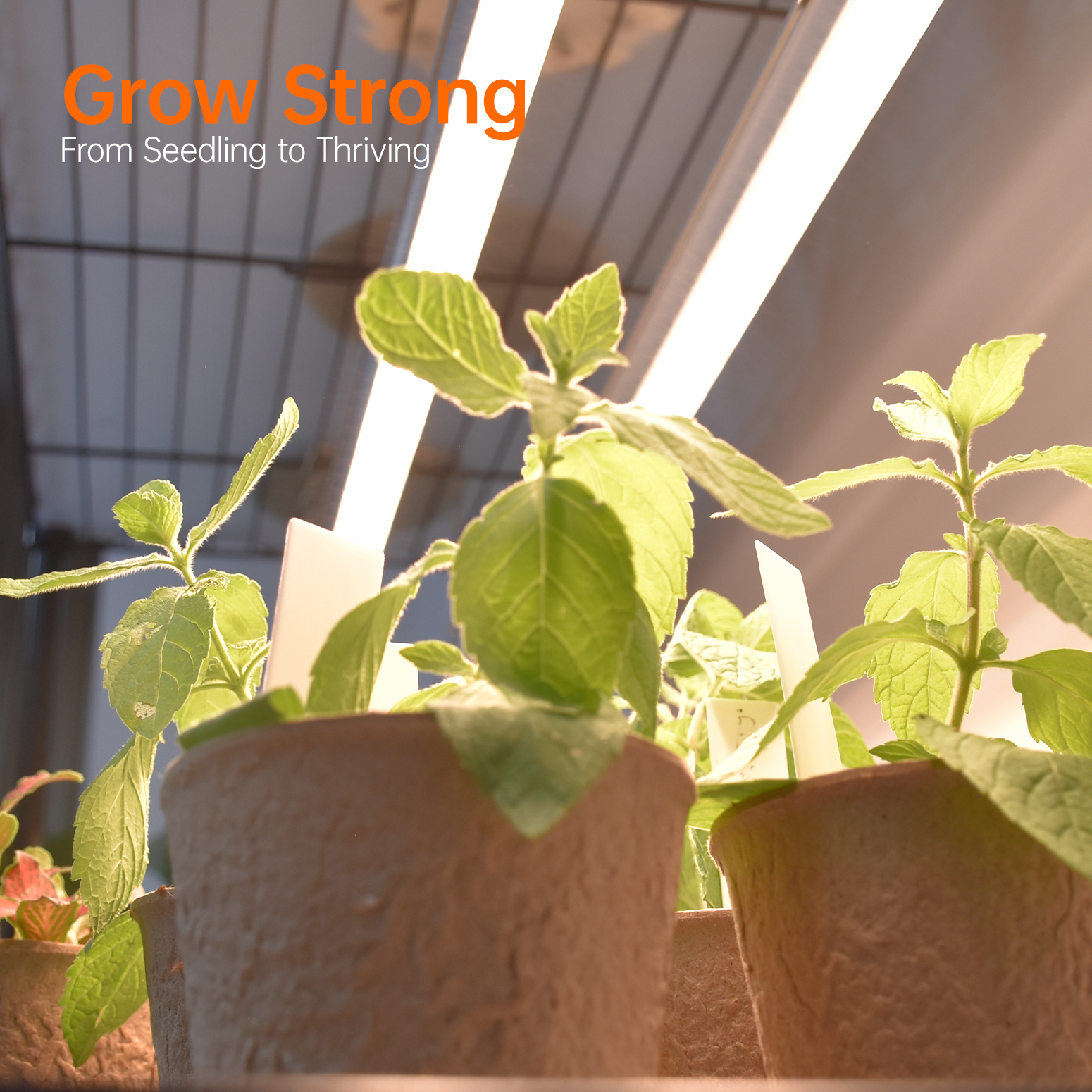 Bstrip 4-Tier Plant Shelf with Grow Lights, 70.8 Inch Tall Plant Stand with 6-Pack Full Spectrum LED Grow Lights, Adjustable Shelf with Timer & Wheels for Indoor Plants, Seed Starting, Tropical Plants