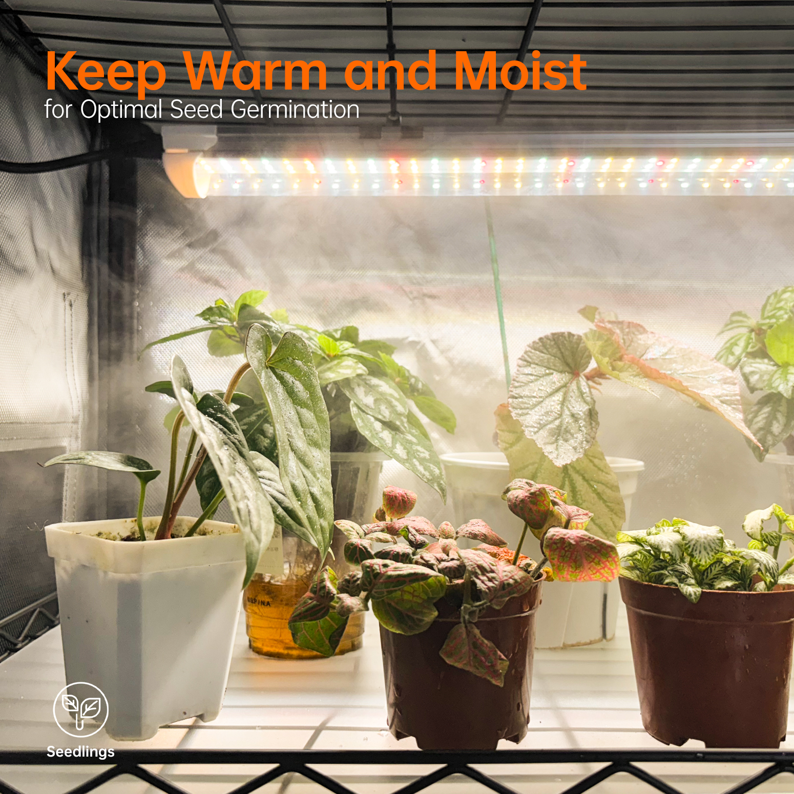 Bstrip Indoor Greenhouse with Grow Lights, 4-Tier Plant Stand with 24W Full Spectrum LED Grow Light Strips, Reflective Grow Tent with Auto Timer & Waterproof Mats for Seed Starting, Tropical Plants, Indoor Gardening