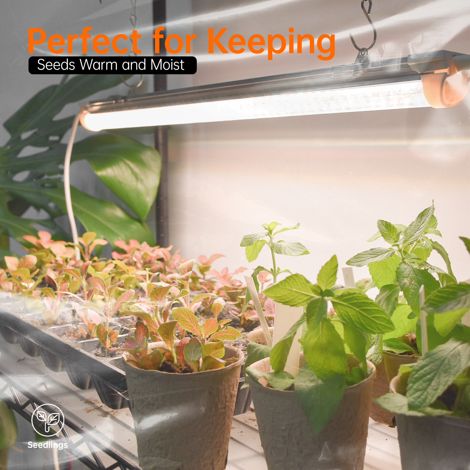 Indoor Greenhouse with Grow Light, Metal Plant Stand with 3 Pack T8 2FT Full Spectrum Plant Lights with Timer, Plant Shelf with Tent for Indoor Plant, Seed Starting, Seed Tray, 23.5"x13.8"x59"