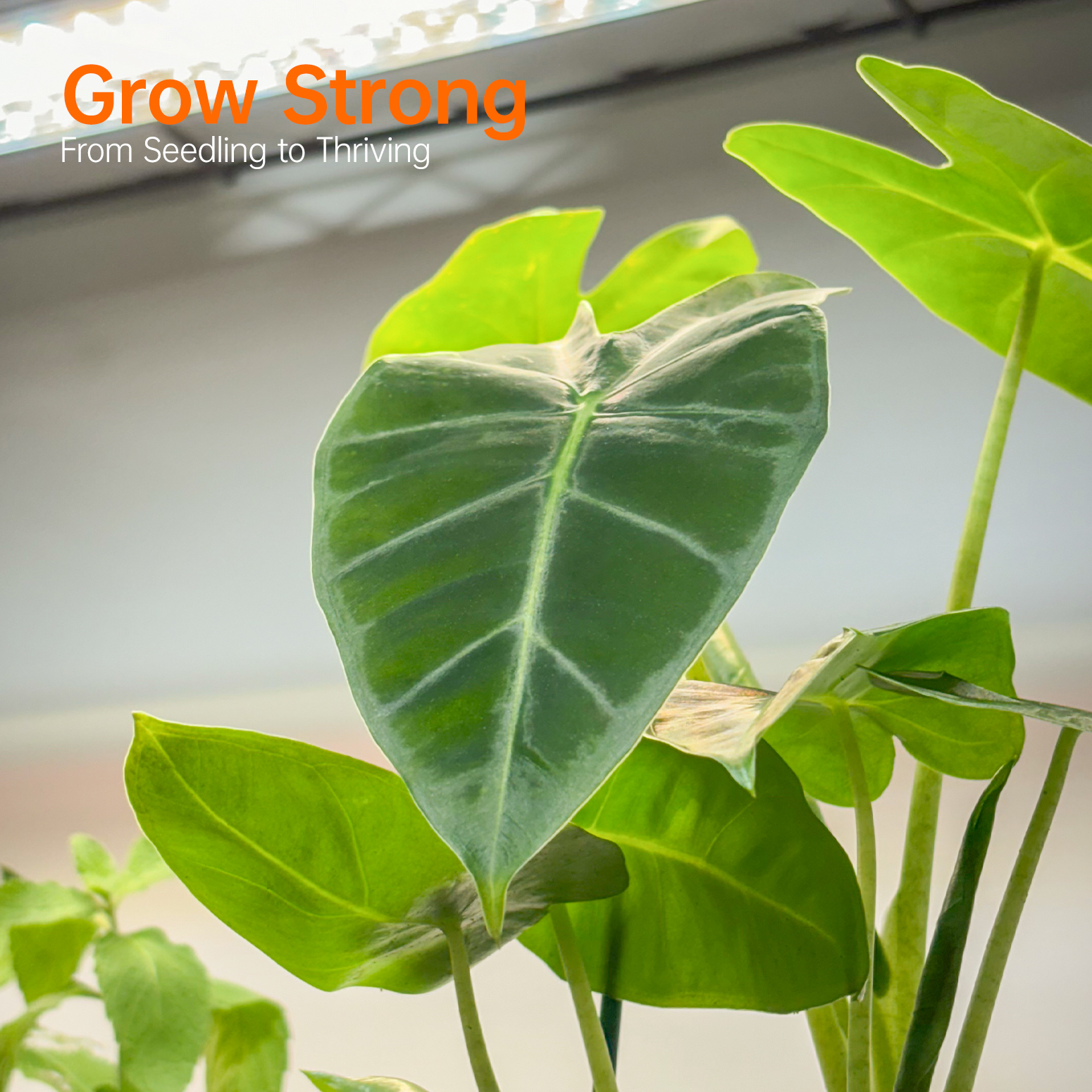 Bstrip 59" Indoor Greenhouse with 4x24W Grow Lights, Mini Grow Tent with EVA Cover & Timer for Seed Starting