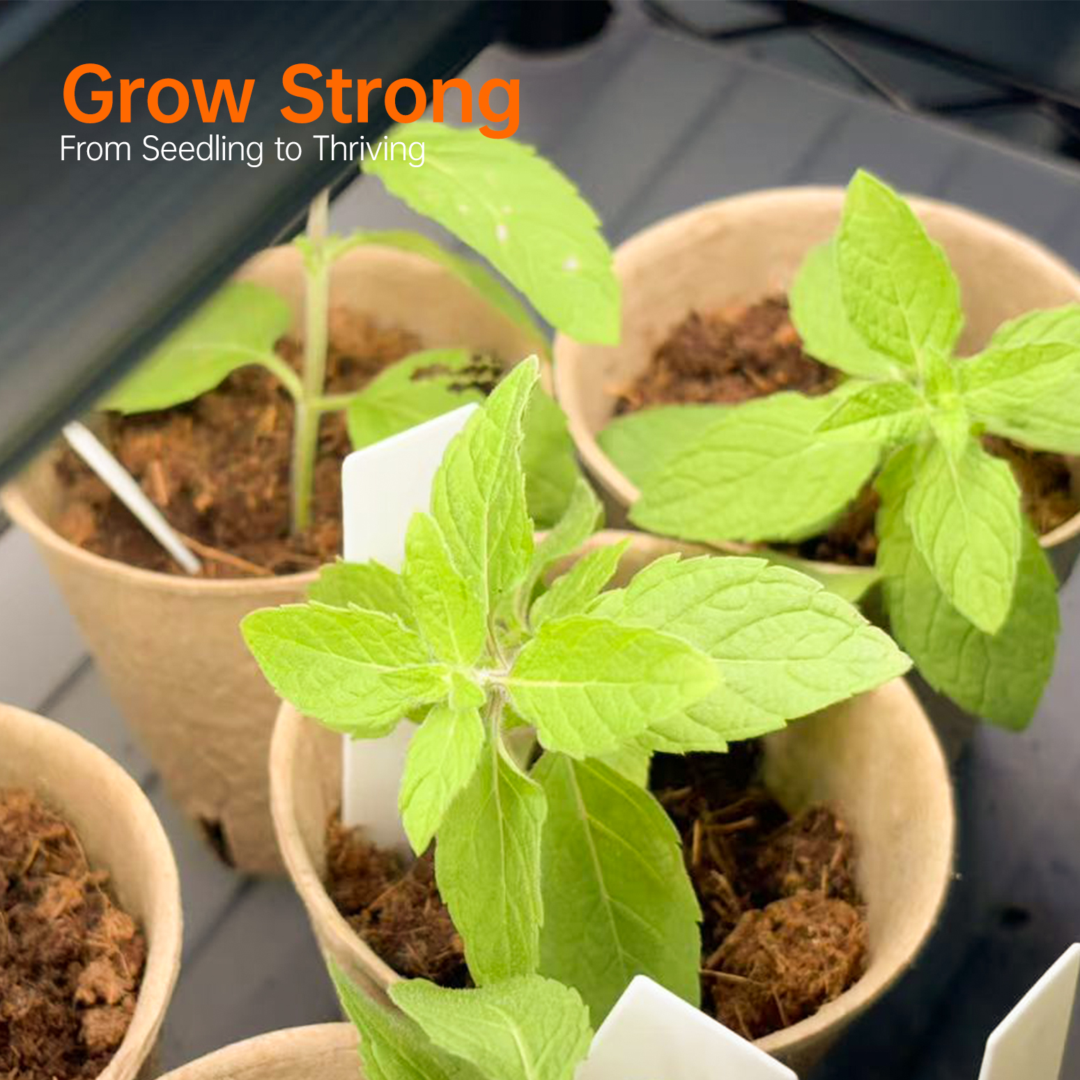 Bstrip 71" 5-Tier Plant Shelf with 120W T8 Grow Light, Large Indoor Plant Stand with Full Spectrum LED Lights and Locking Wheels