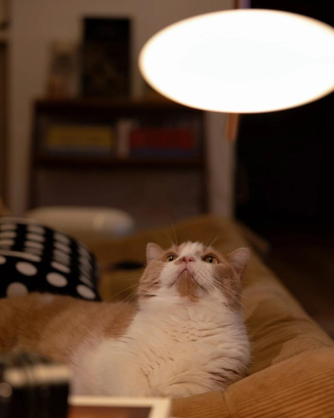 Luma Pebble Pendant Lamp