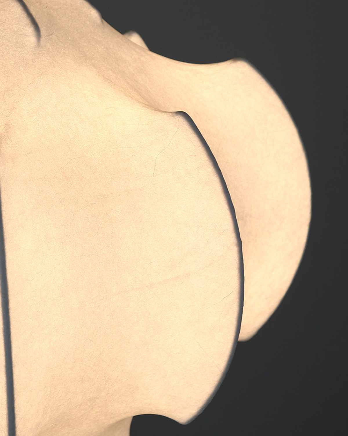 Silk Bloom Pendant Light