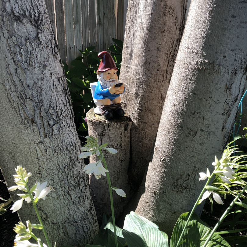Naughty Garden Gnome on a Toilet
