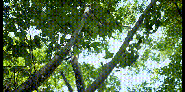 1731137138631377.gif
