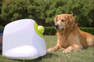 Lançador automático de bola para cães🐶 Mini bola de tênis - Juhi
