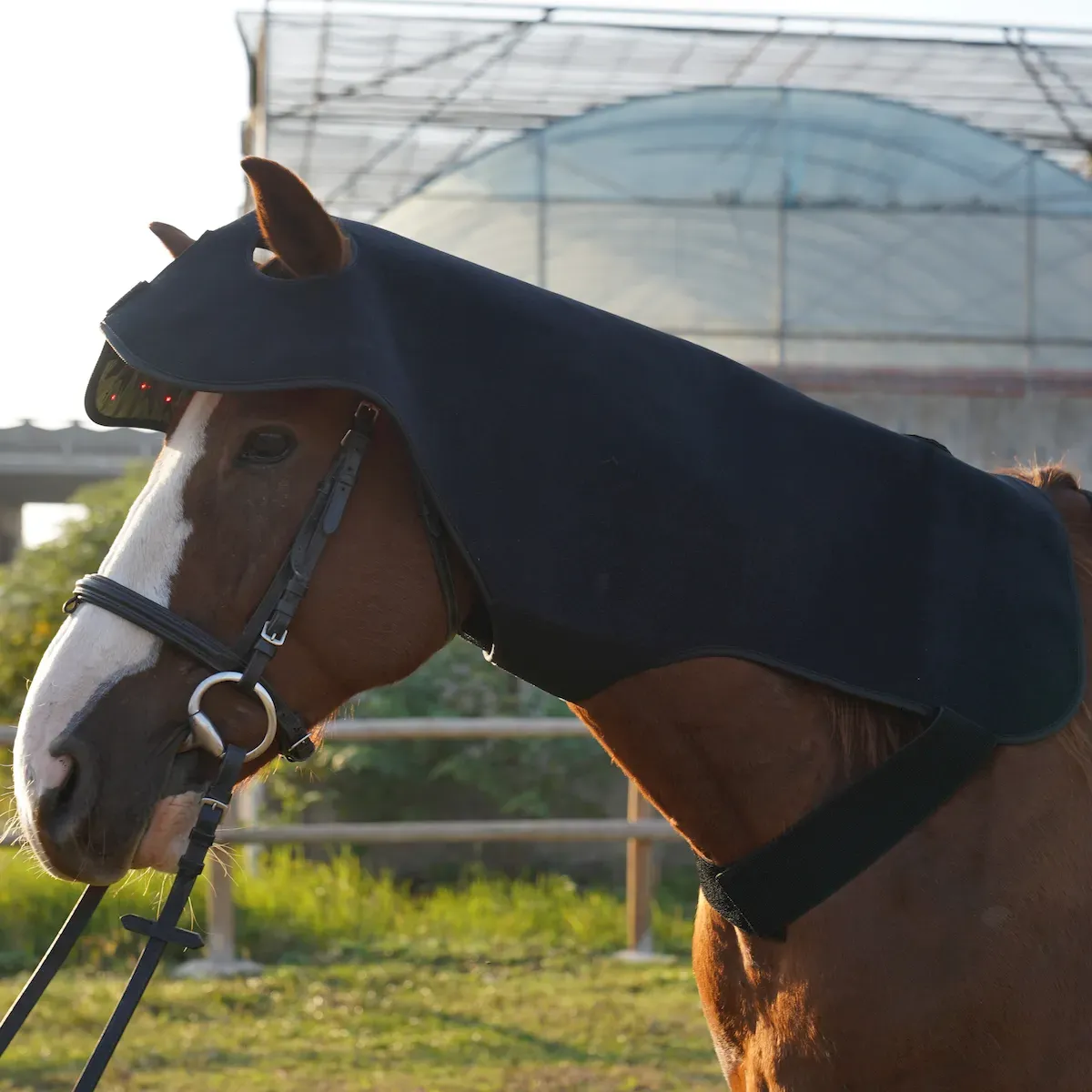 Close-up of horse wearing red light therapy poll cap and neck wrap for relaxation.