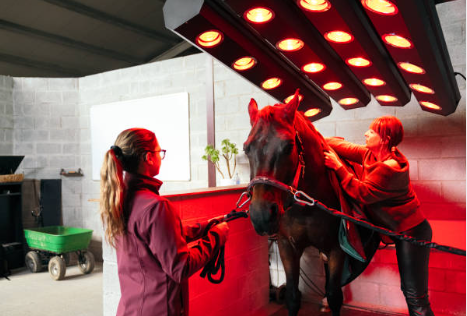 Infrared Therapy: A Universal Solution for Horses, Humans & Pets-ClinicPBM