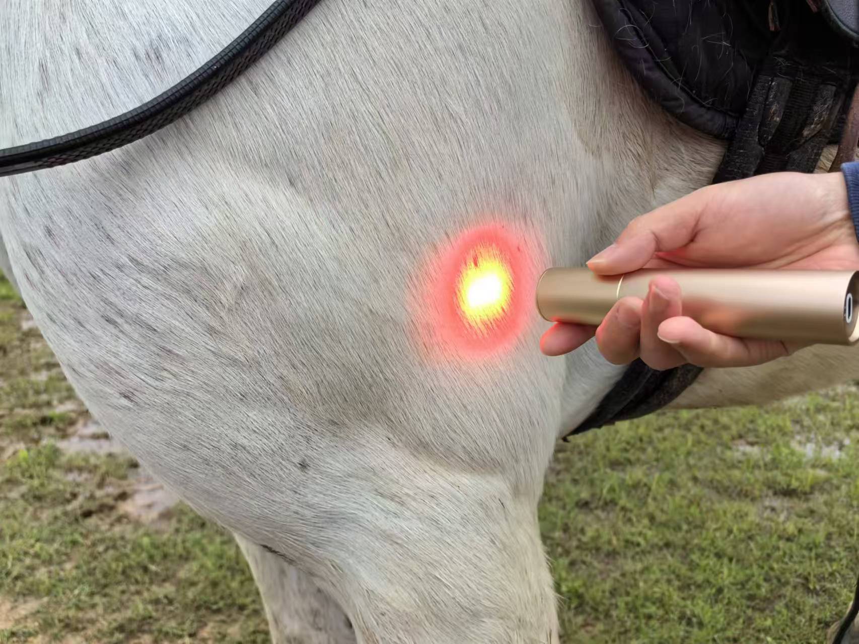 HORSE DOG CAT HANDHELD RED LIGHT THERAPY TORCH 