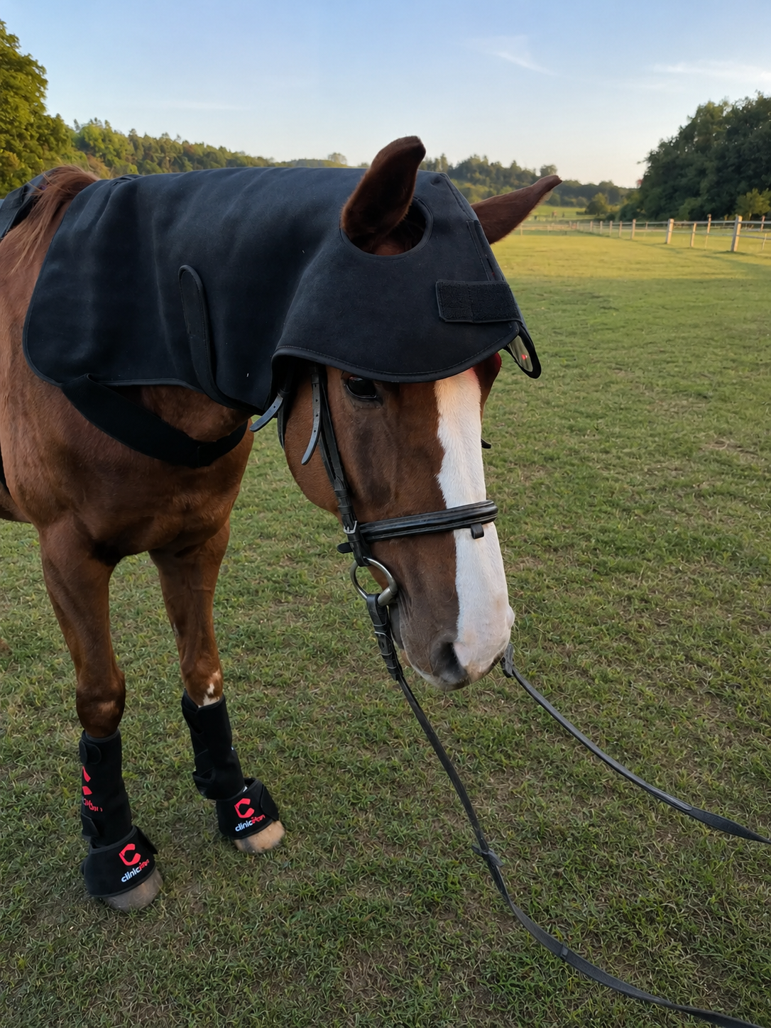 Professional Equine Red Light Therapy Bundle (3-Piece Set) | ClinicPBM