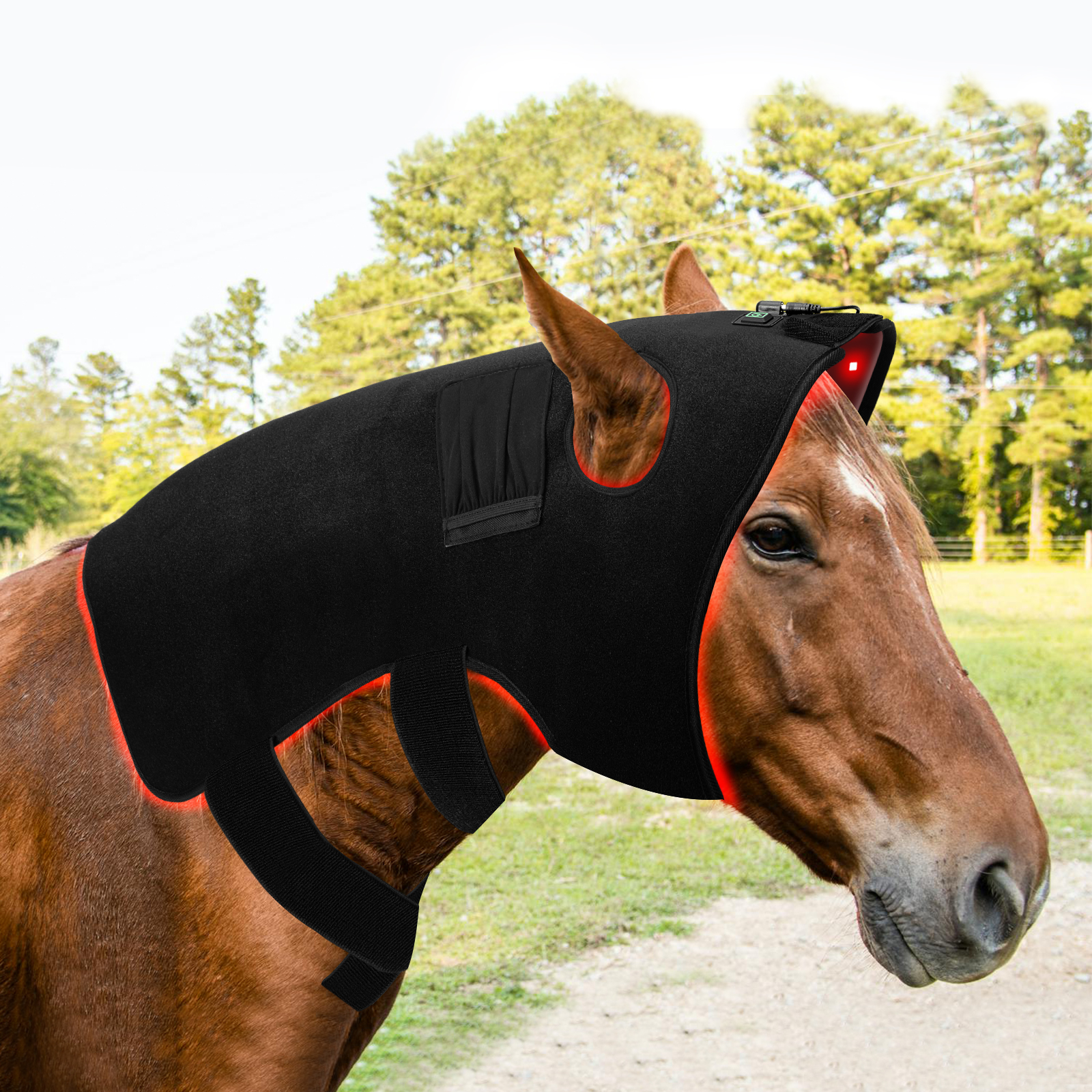 Red Light Therapy Happy Cap for Horses – The Horse Education Company