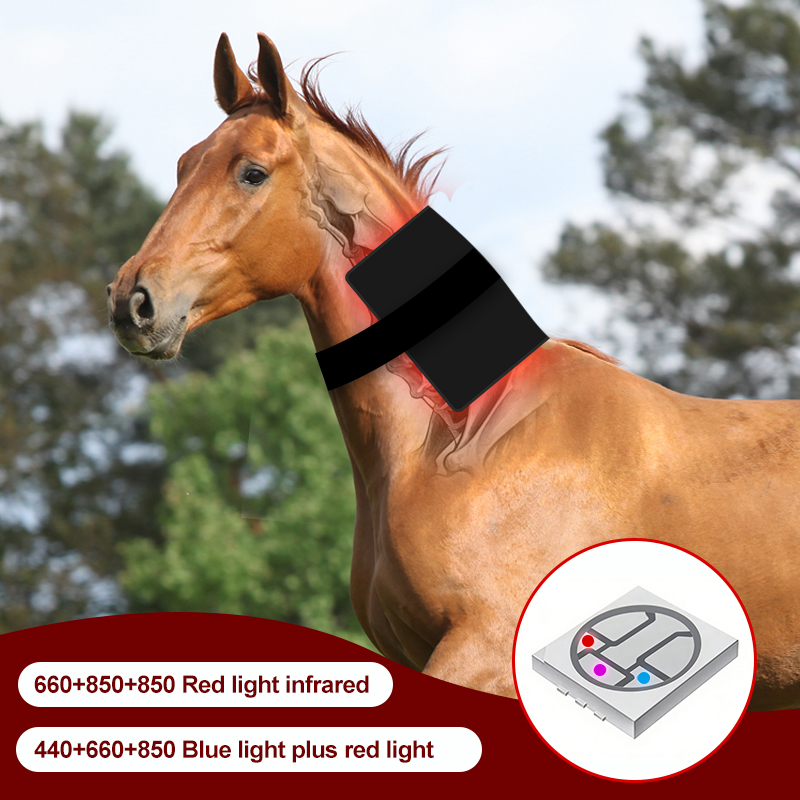 Red Light Therapy Back Pad for Horses Leg and Back – ClinicPBM
