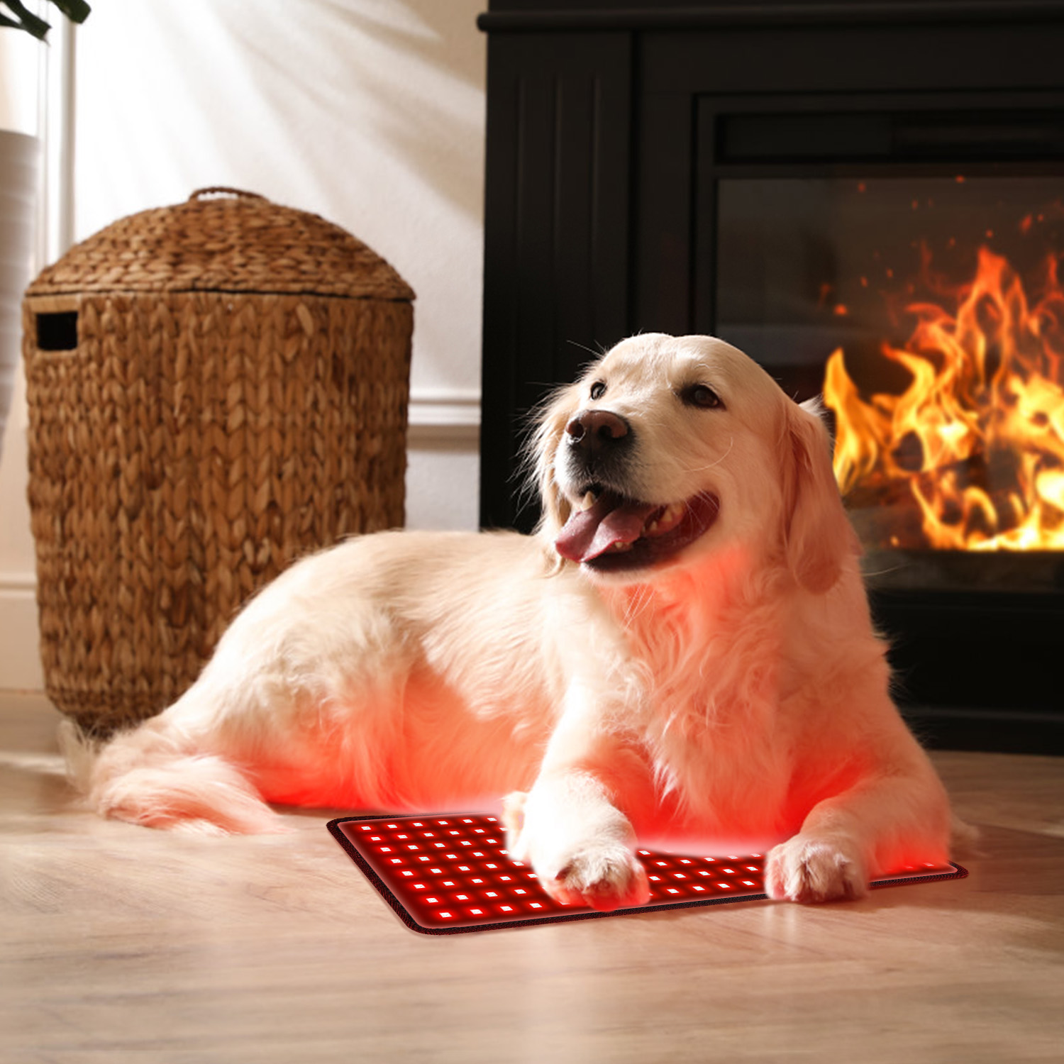 The Effectiveness of LED Red Light Therapy Products for Home Use on Dogs and Cats-ClinicPBM