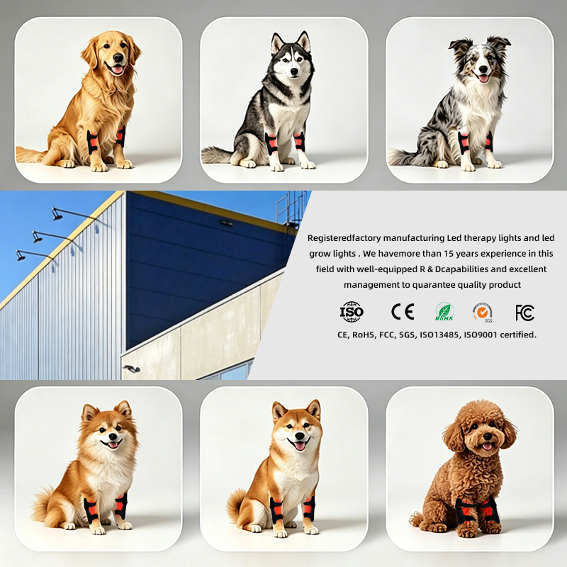 Dog Red Light Therapy Bundle (Knee Wrap) | ClinicPBM