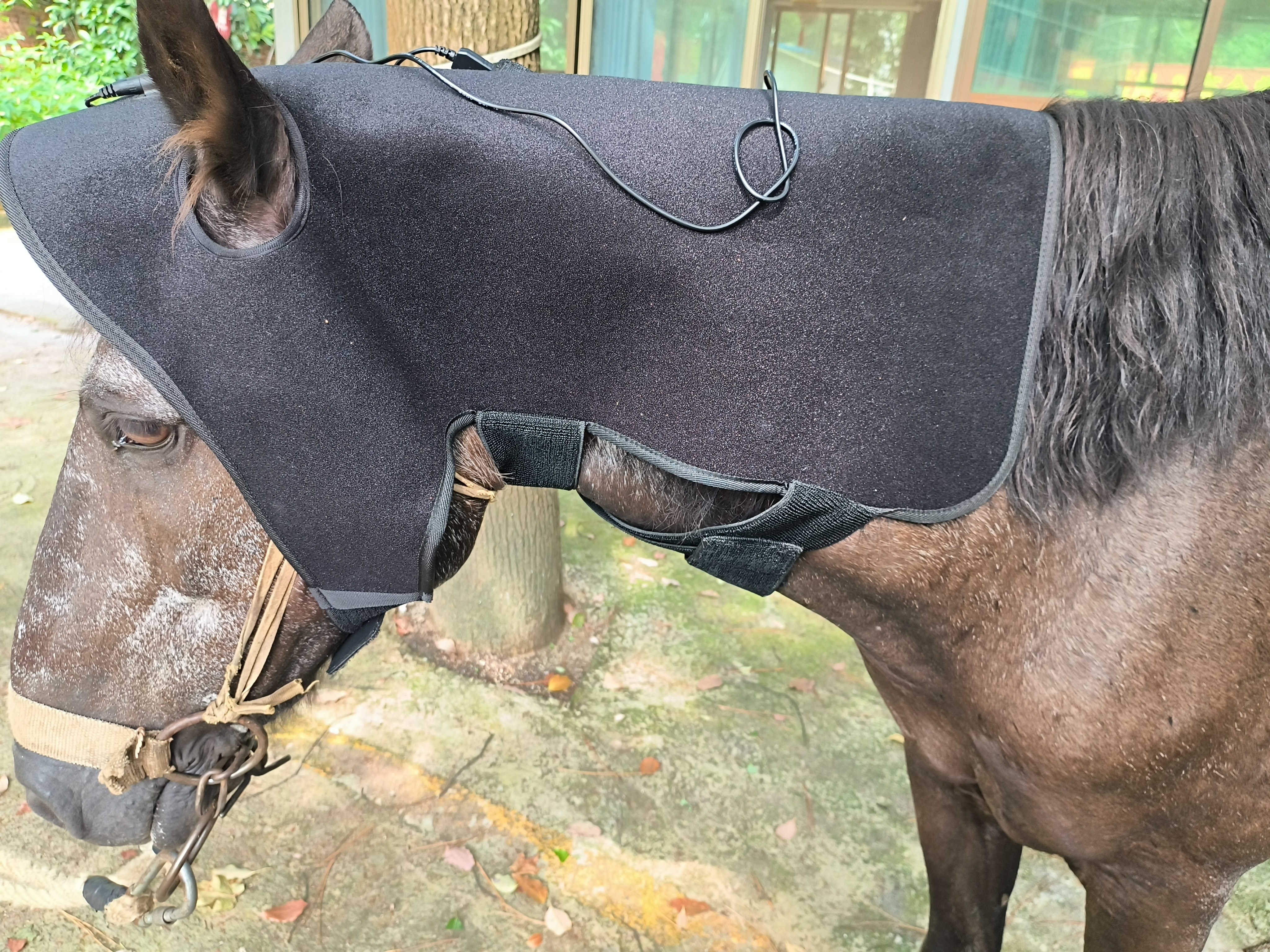 EQUINE RED LIGHT THERAPY POLL CAP - POWER BANK INCLUDED （SIZE for PONY）