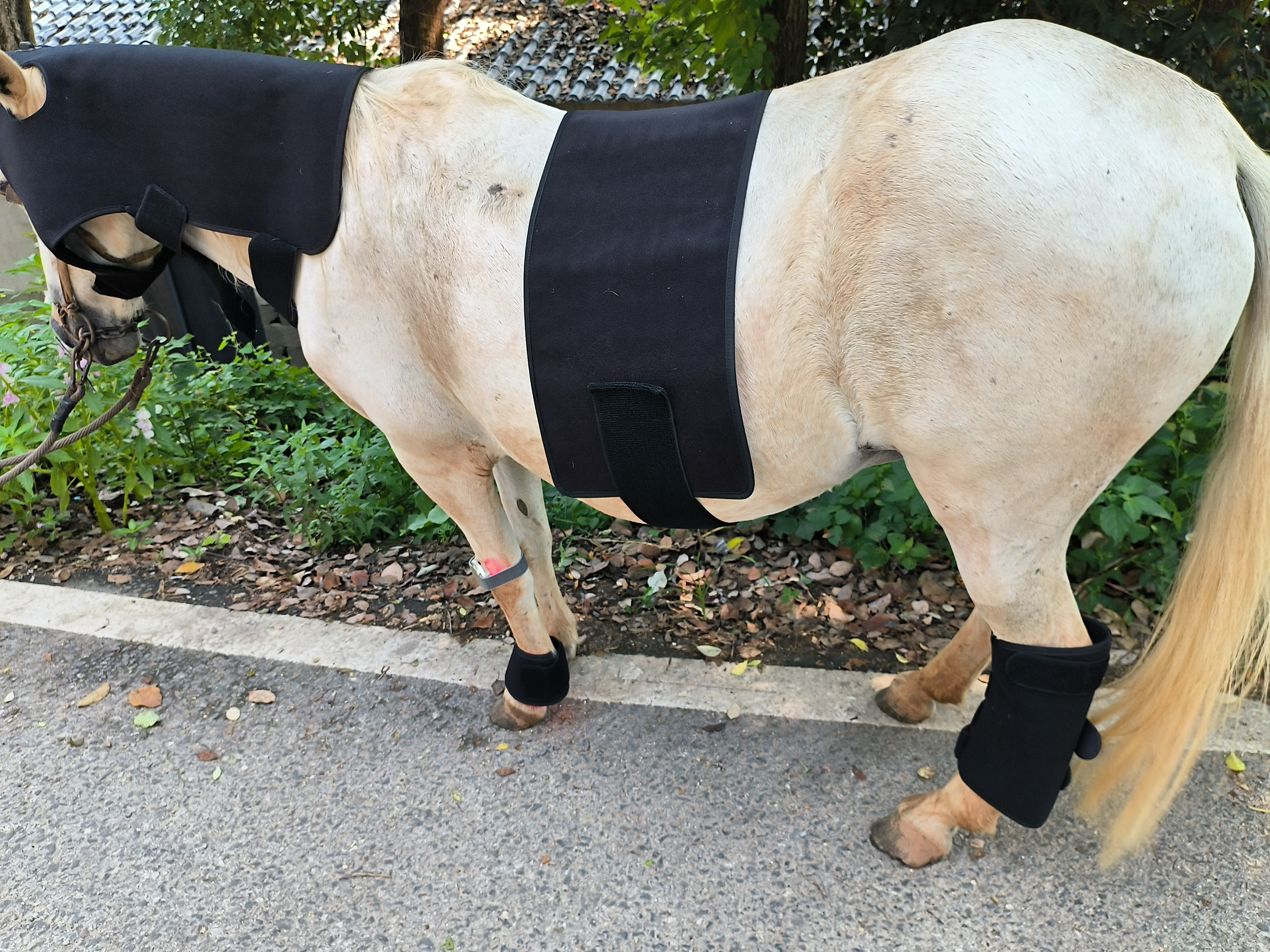 EQUINE RED LIGHT THERAPY POLL CAP - BUILT IN BATTERY （SIZE for PONY）
