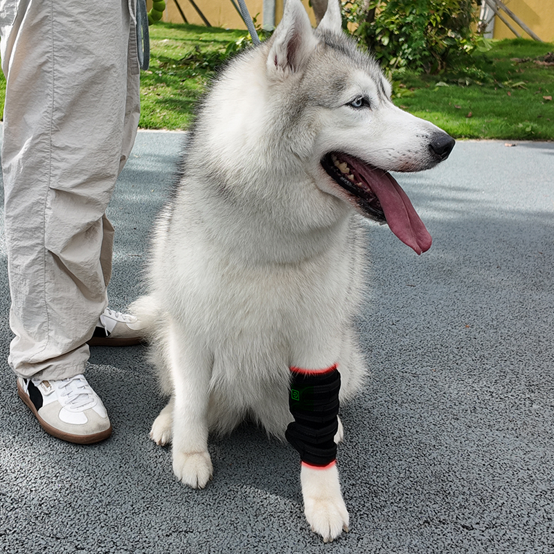 Red Light Therapy Pet Leg Wrap – ClinicPBM