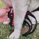 Dog Red Light Therapy Bundle (Full Body Mat + Leg Wrap) | ClinicPBM