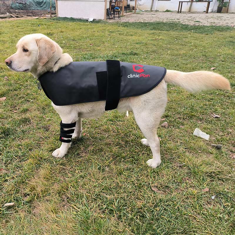 Red Light Therapy Pet Coat – ClinicPBM