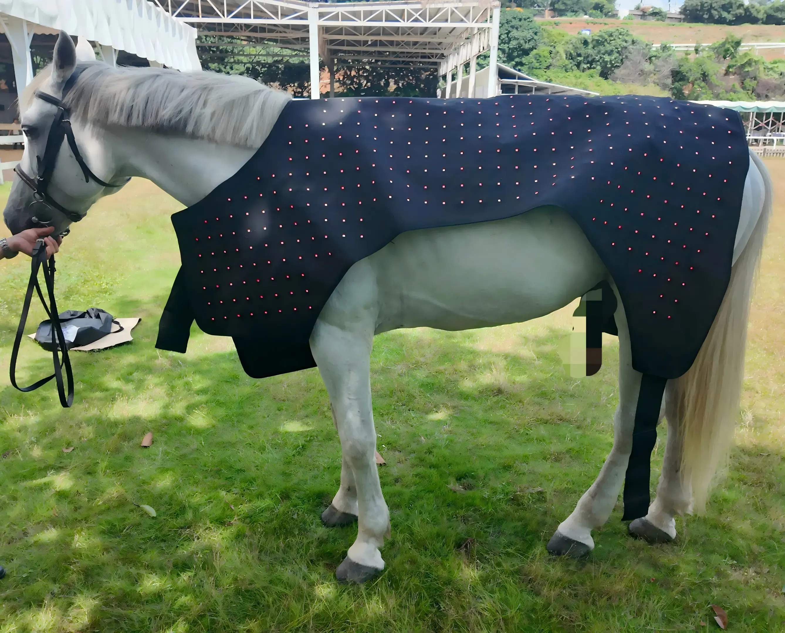 Advanced Full-Body Equine Red Light Therapy Blanket – ClinicPBM