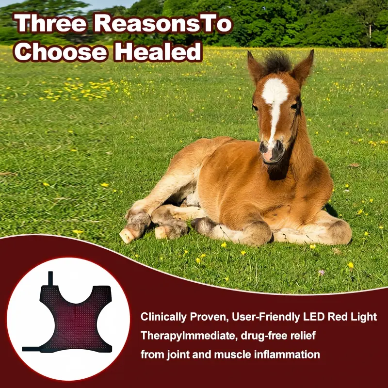 Advanced Full-Body Equine Red Light Therapy Blanket – ClinicPBM