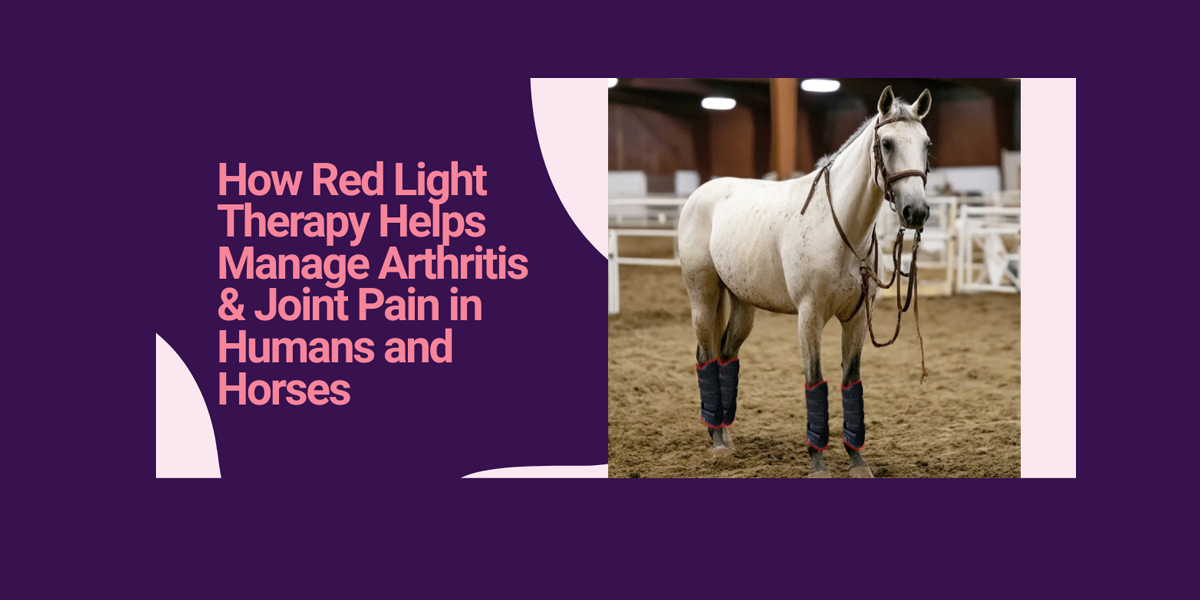 How Red Light Therapy Helps Manage Arthritis & Joint Pain in Humans and Horses-ClinicPBM