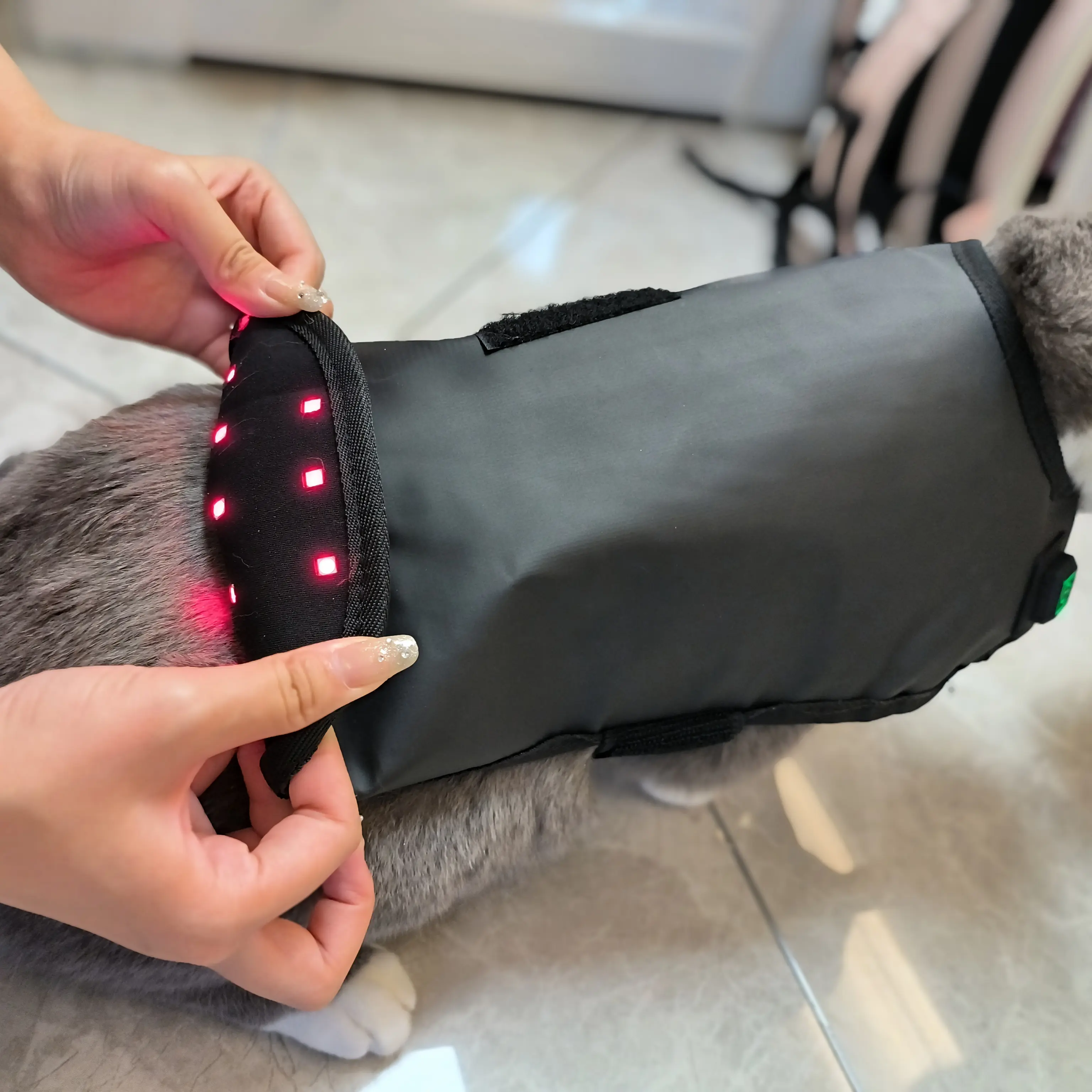 Red Light Therapy Pet Coat – ClinicPBM