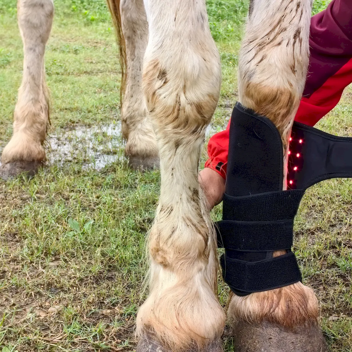 Red Light Therapy Leg Boots for Horses – ClinicPBM-ClinicPBM