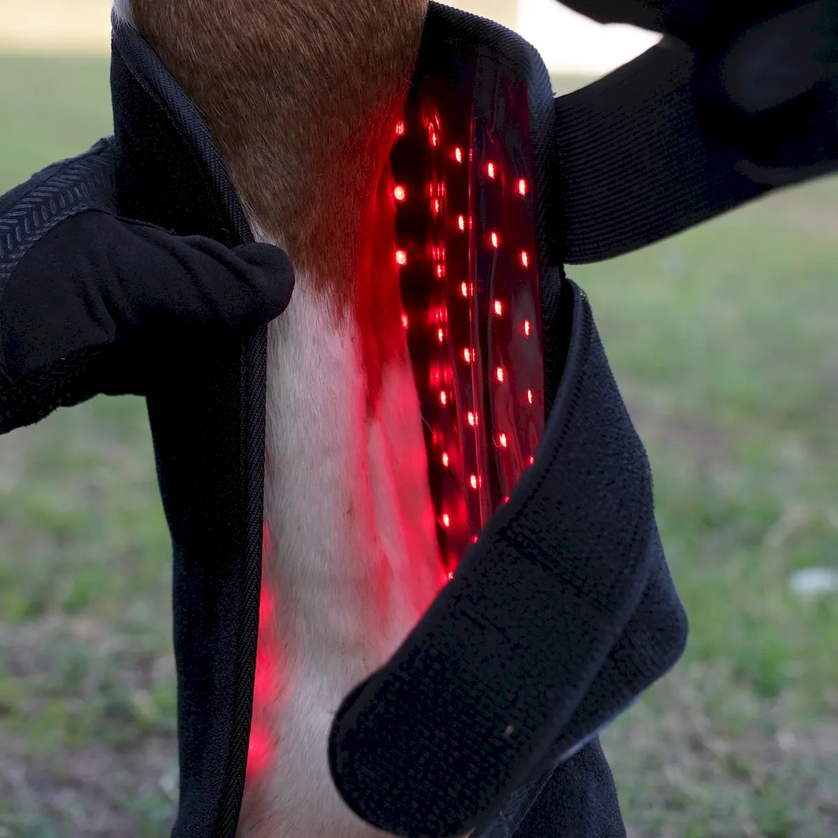 Red Light Therapy Leg Boots for Horses – ClinicPBM-ClinicPBM