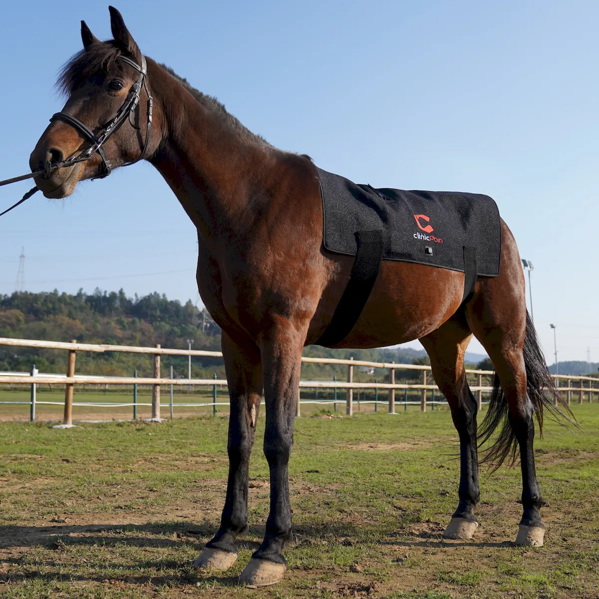 Red Light Therapy Back Pad for Horses – ClinicPBM-ClinicPBM