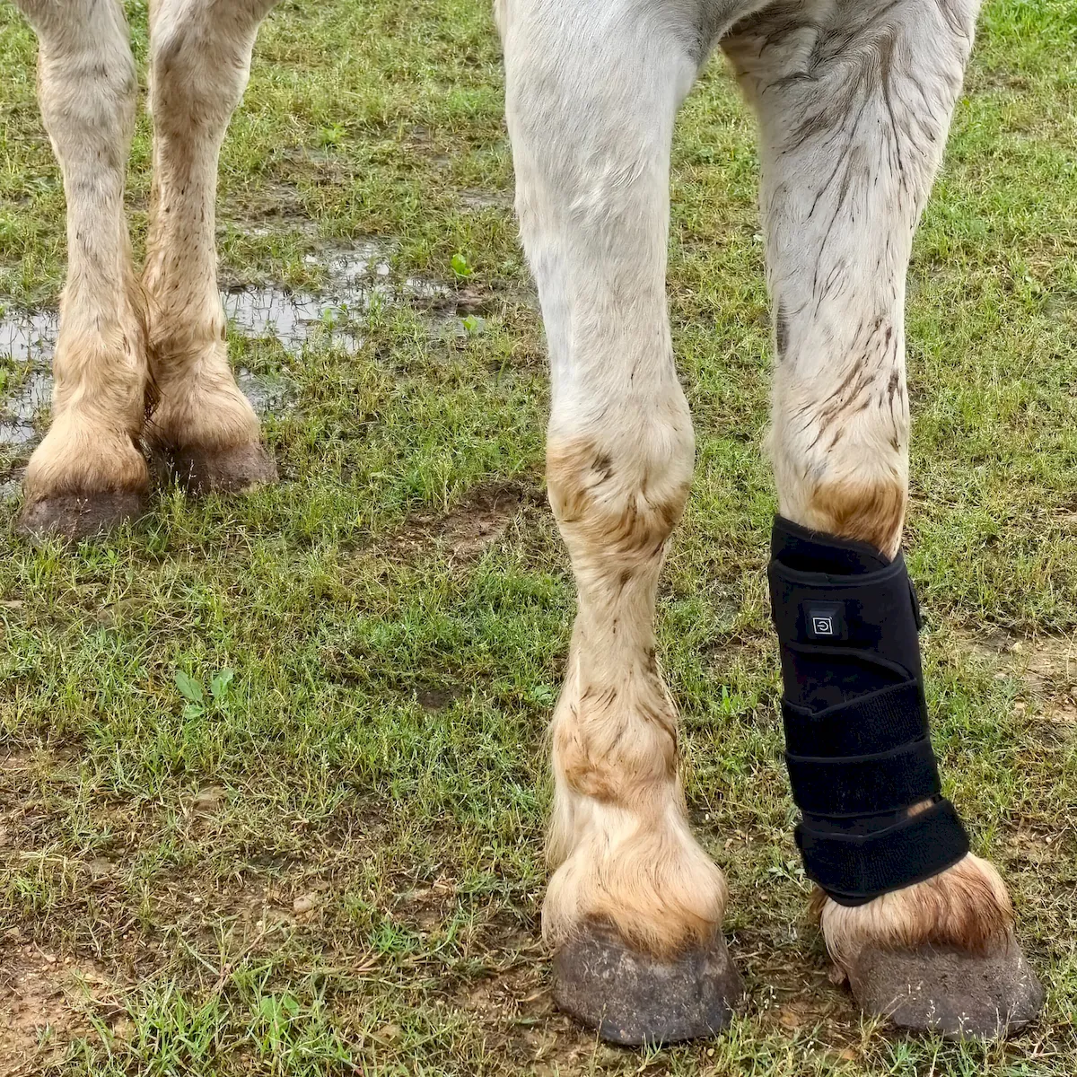 Red Light Therapy Leg Boots for Horses – ClinicPBM-ClinicPBM