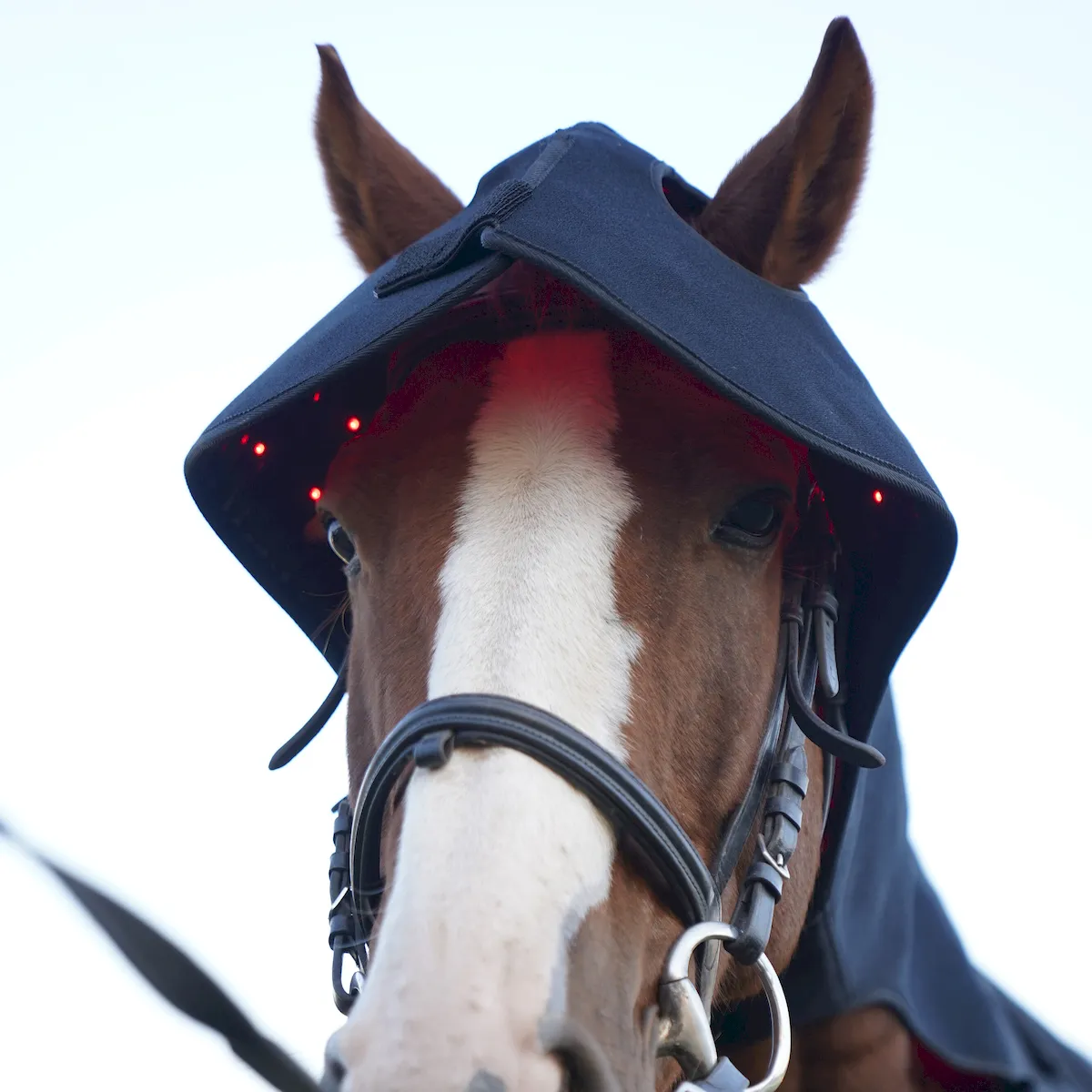 Red Light Therapy Poll Cap and Neck for Horses – ClinicPBM-ClinicPBM