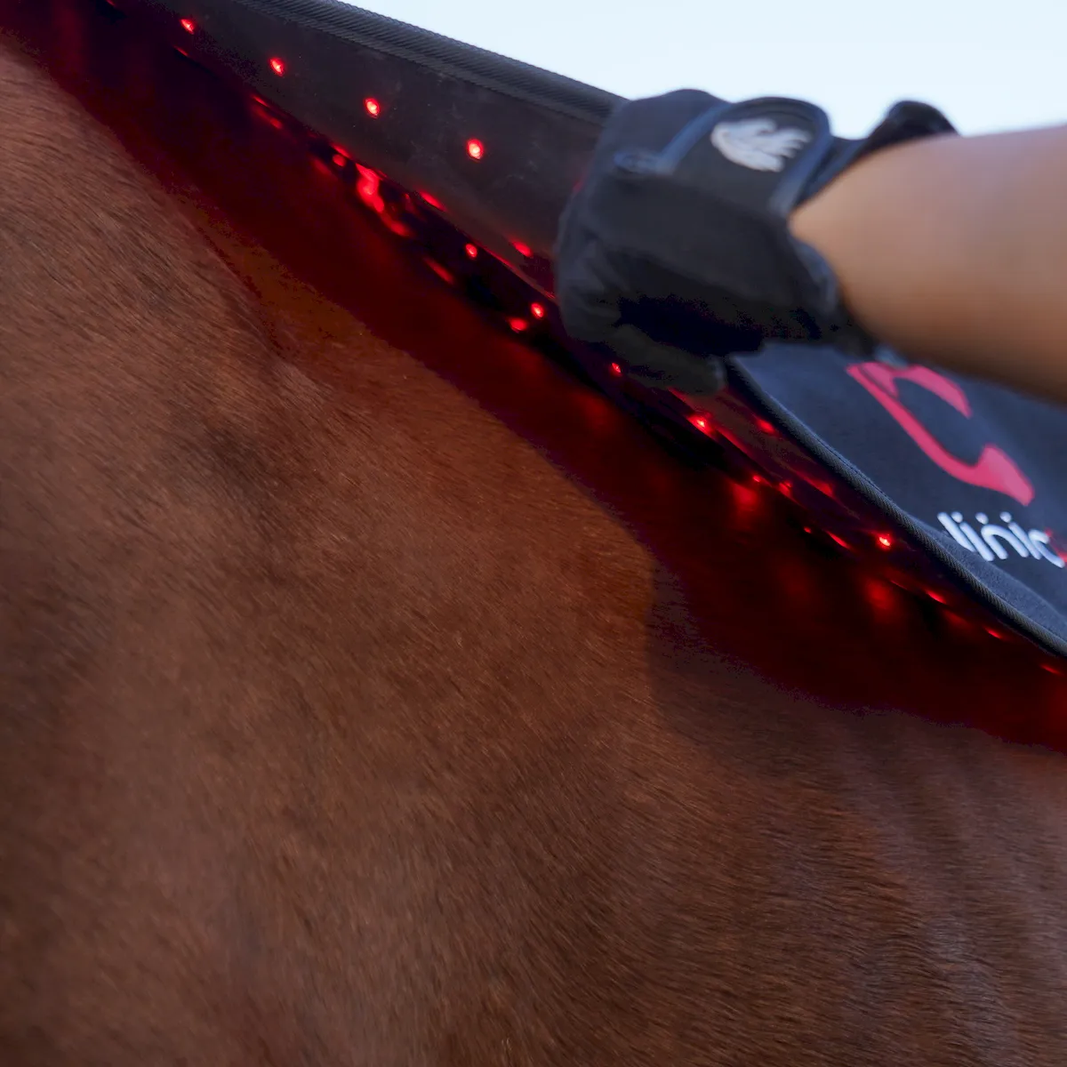 Red Light Therapy Back Pad for Horses – ClinicPBM-ClinicPBM