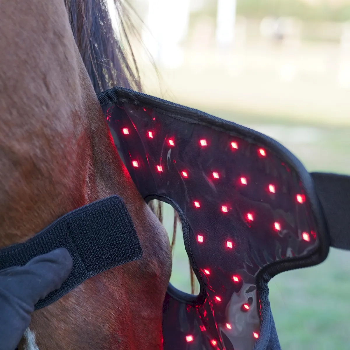 Red Light Therapy Hock Wraps for Horses – ClinicPBM-ClinicPBM