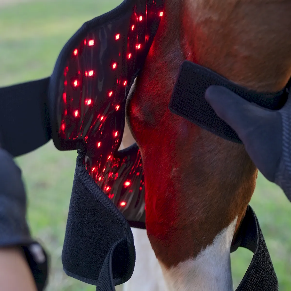 Red Light Therapy Hock Wraps for Horses – ClinicPBM-ClinicPBM