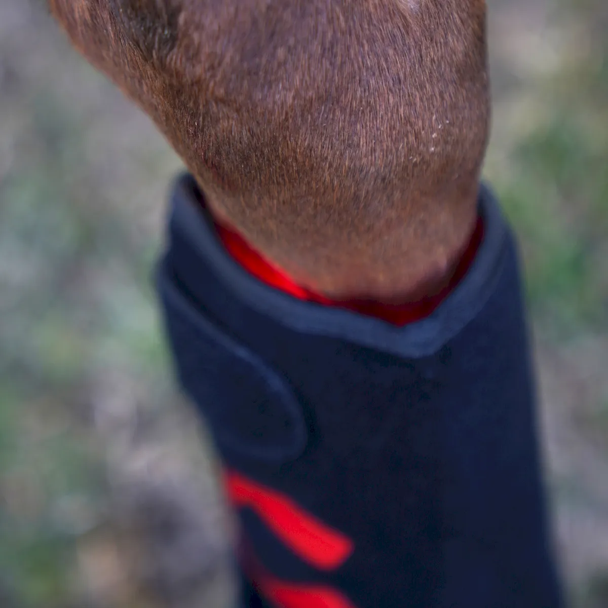 Red Light Therapy Leg Boots for Horses – ClinicPBM-ClinicPBM