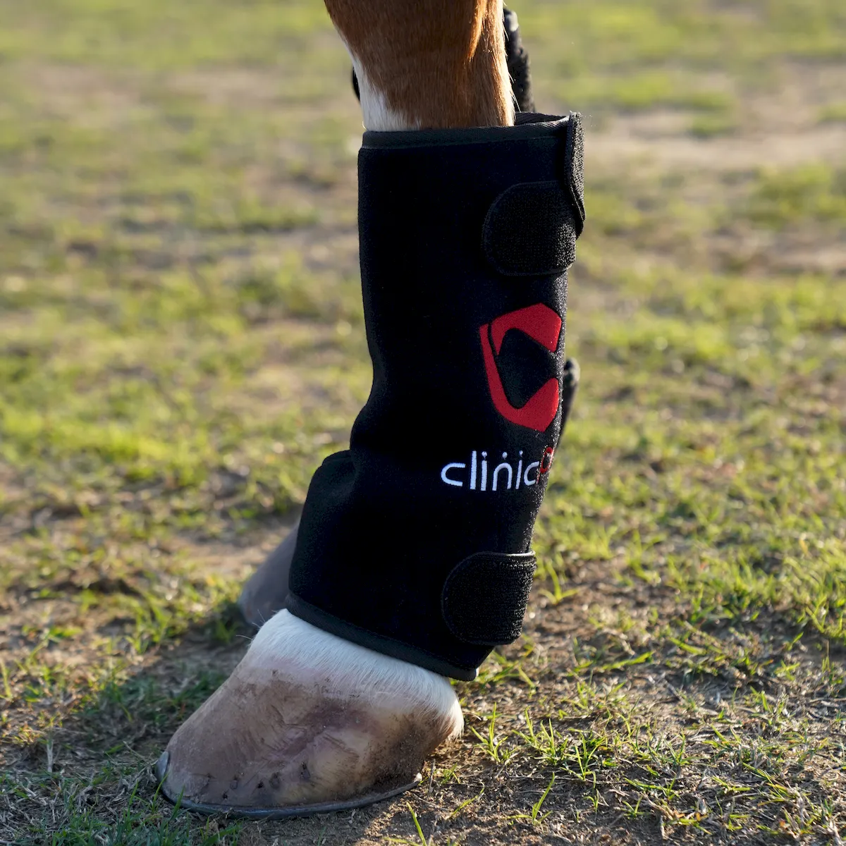 Red Light Therapy Leg Boots for Horses – ClinicPBM-ClinicPBM