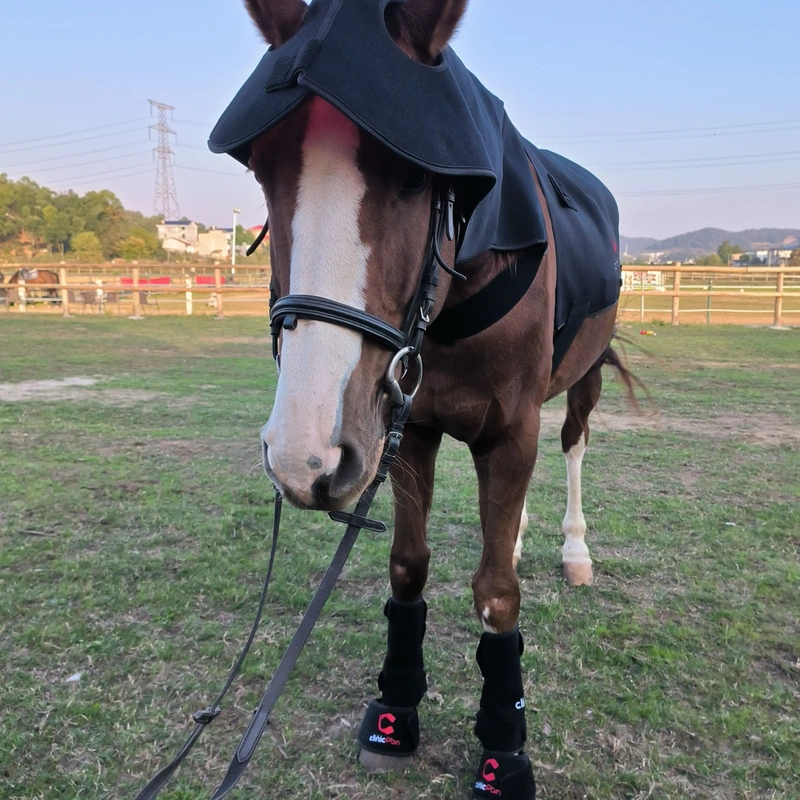 Bay horse facing forward in a paddock at dusk wearing the ClinicPBM red light therapy set — poll & neck cap, back pad and leg boots — a non-invasive drug-free way to support recovery