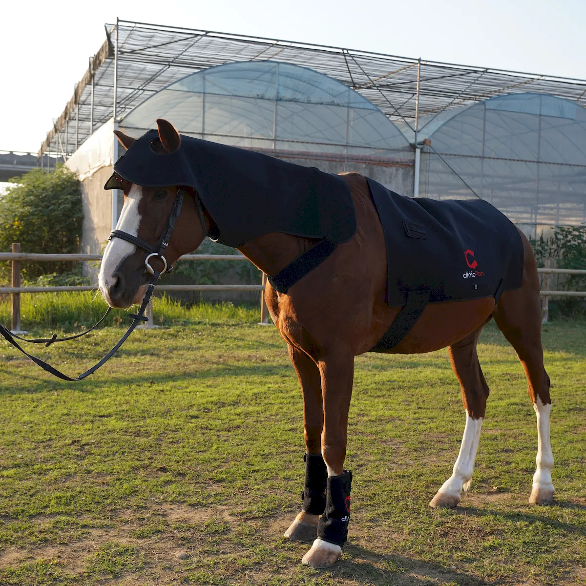 Red Light Therapy Poll Cap and Neck for Horses – ClinicPBM-ClinicPBM