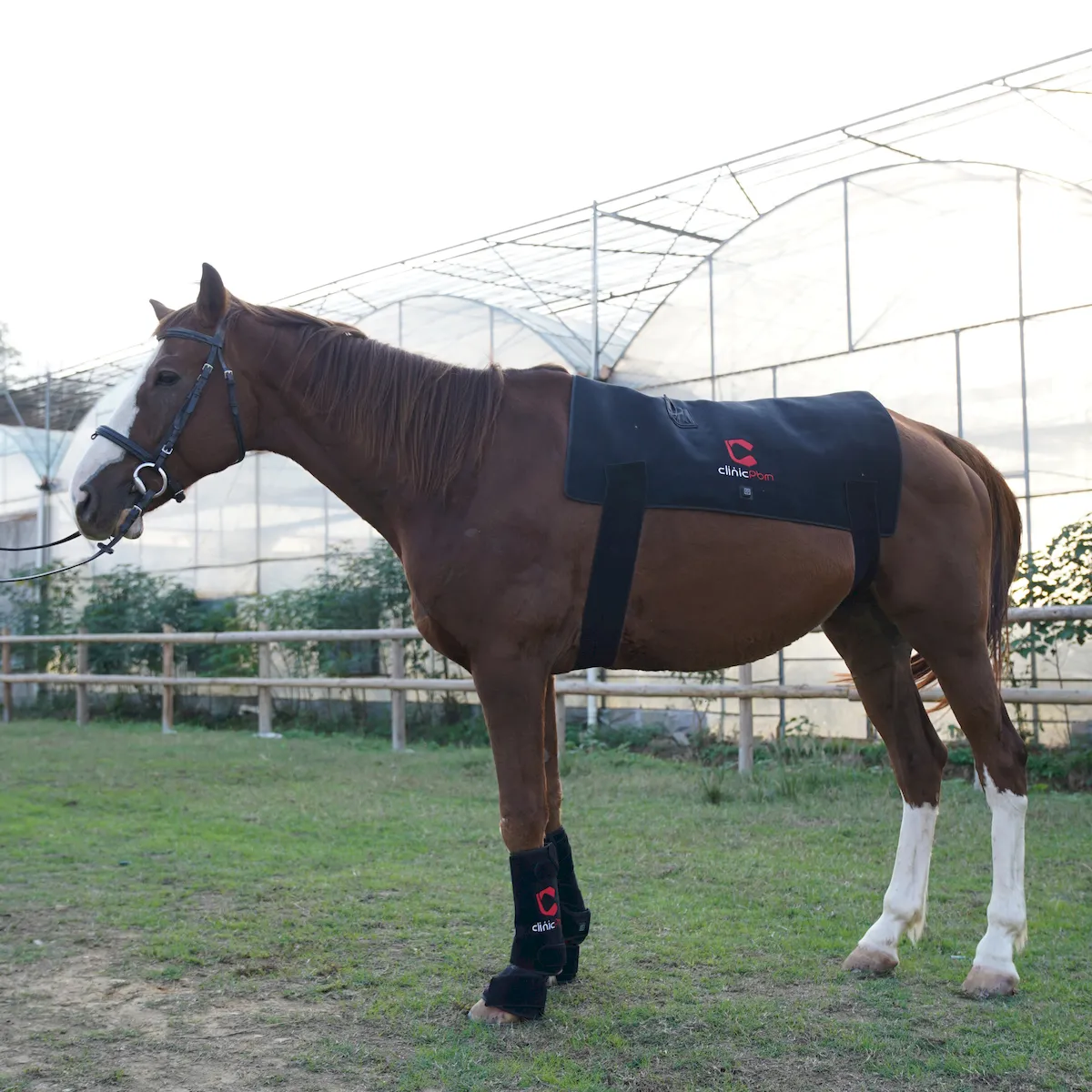 Red Light Therapy Back Pad for Horses – ClinicPBM-ClinicPBM
