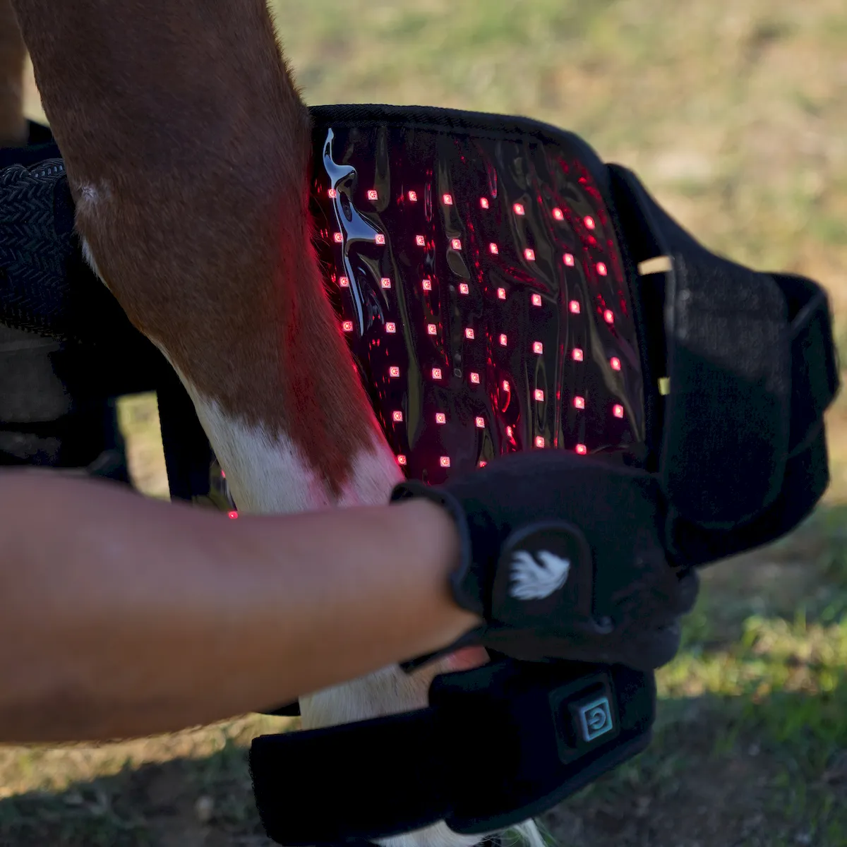 Red Light Therapy Leg Boots for Horses – ClinicPBM-ClinicPBM