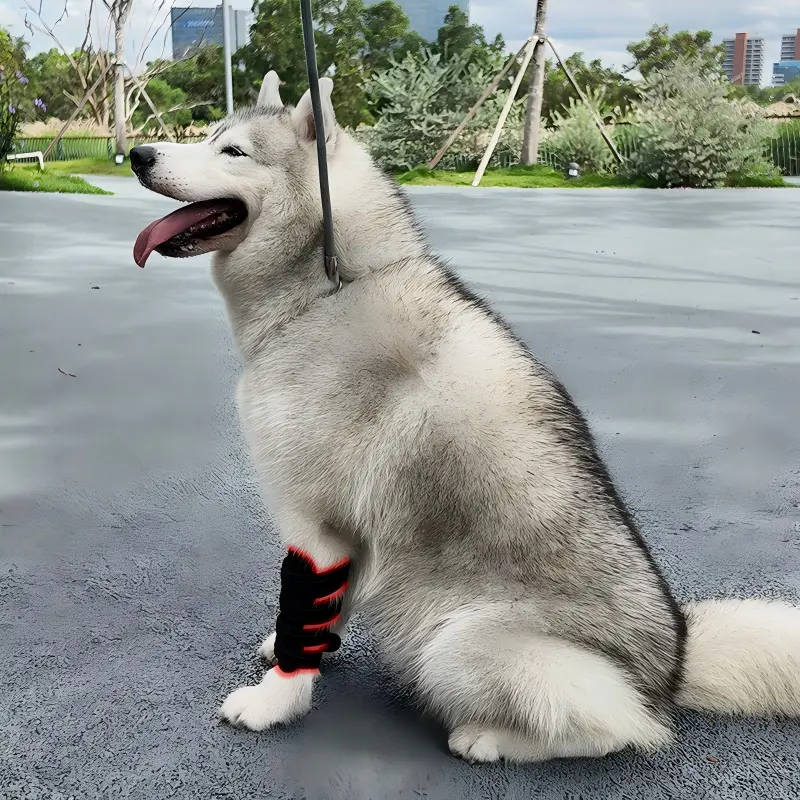 Red Light Therapy Pet Leg Wrap – ClinicPBM